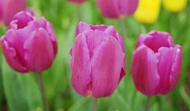 Urok tulipana