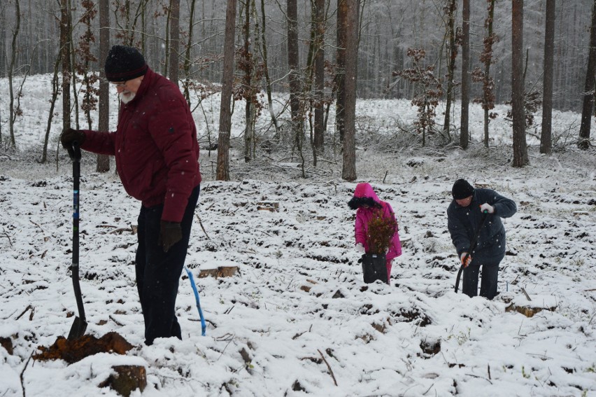 Nadleśnictwo Kliniska. W zimowej scenerii posadzili 500 buków