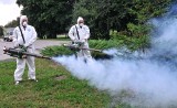 Meszki i komary - agresywne towarzystwo doczeka się oprysków w Bydgoszczy?