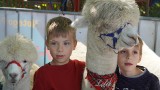 Wyjątkowy Dzień Przedszkolaka w Przedszkolu nr 1 "Słoneczko" w Zawierciu. Do dzieci zawitały urocze alpaki. Zobaczcie WIDEO i ZDJĘCIA 