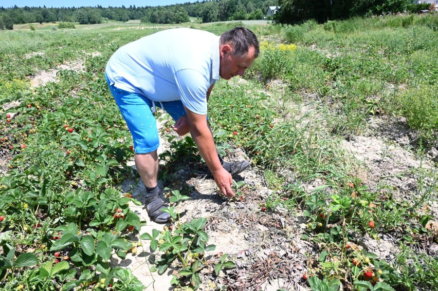 Dramat plantatorów z podkieleckich Bielin. Truskawki gotują się na polach. Będą ogromne straty (WIDEO, ZDJĘCIA)