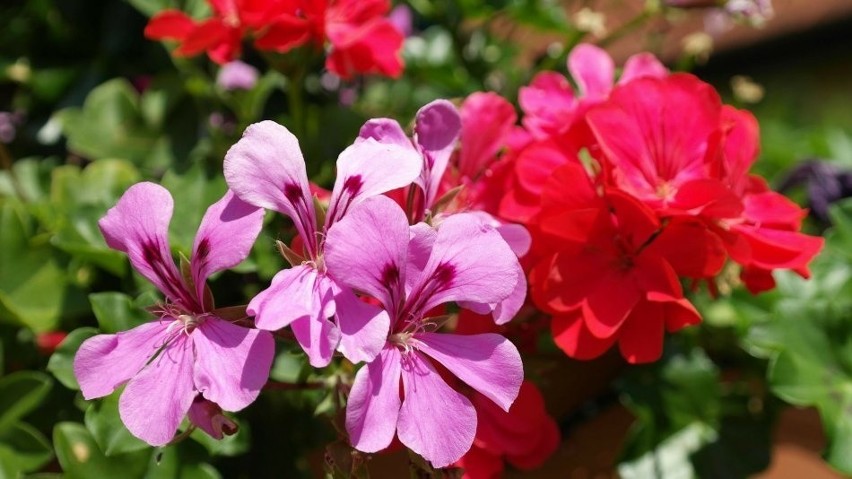 Pelargonie mają kwiaty w wielu kolorach. Są także dwubarwne.