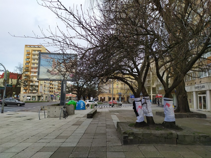 Centrum Szczecina bez drzew? Teraz mają zniknąć z Wojska Polskiego