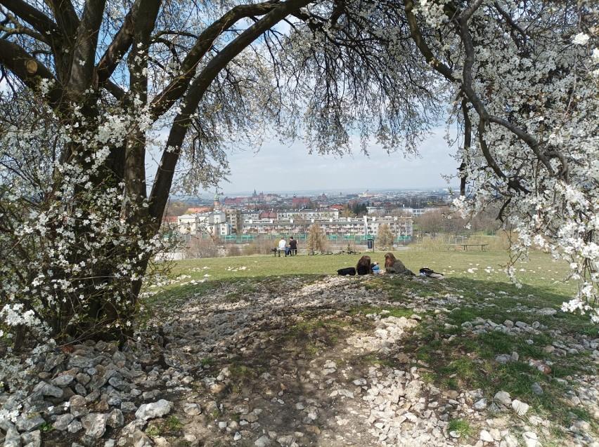 Kraków. Śliwa u stóp kopca Krakusa kwitnie bajecznie. Wygląda jak dzieło sztuki! Białe kwiaty "oblepiły" całe drzewo ZDJĘCIA