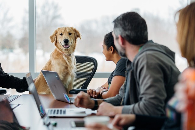 Gdzie można przyprowadzić psa do pracy? Czy czworonogi odnajdują się w przestrzeni biurowej?  Zobacz, jak wygląda praca z psem.