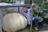 Gigantyczne warzywa w Raciborzu! Dynie ważą ponad 200 kg [ZDJĘCIA]