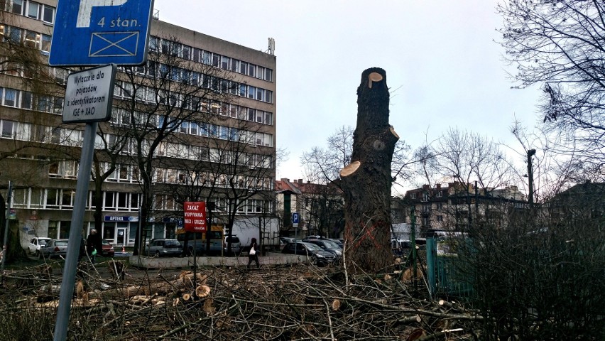 Kraków. Nielegalna wycinka drzew na Placu na Stawach? Urzędnicy badają sprawę 
