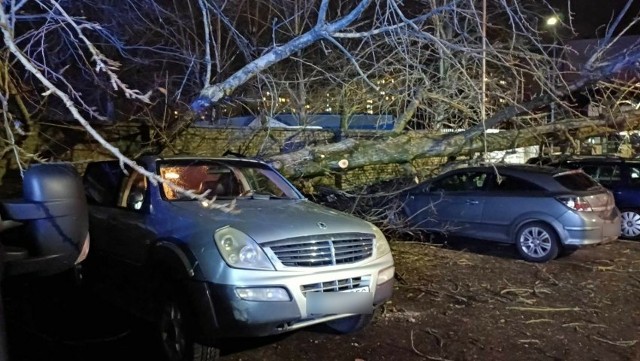 Silny wiatr w Koszalinie powalił drzewo. Spadło na pięć zaparkowanych aut