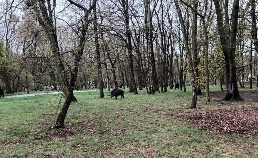 Łódź: mieszkańcy podejmują walkę z dzikami. Jest petycja, ale nie każdy chce ją podpisać