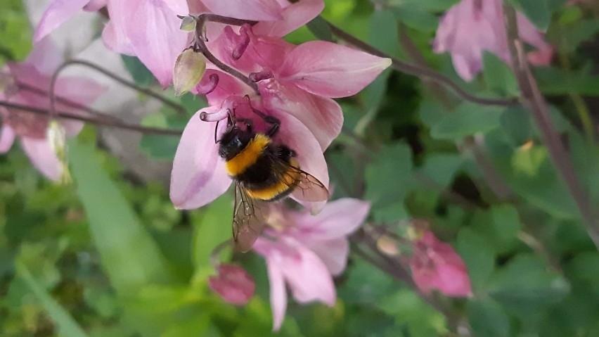 Pszczoły samotnice to także doskonali zapylacze.