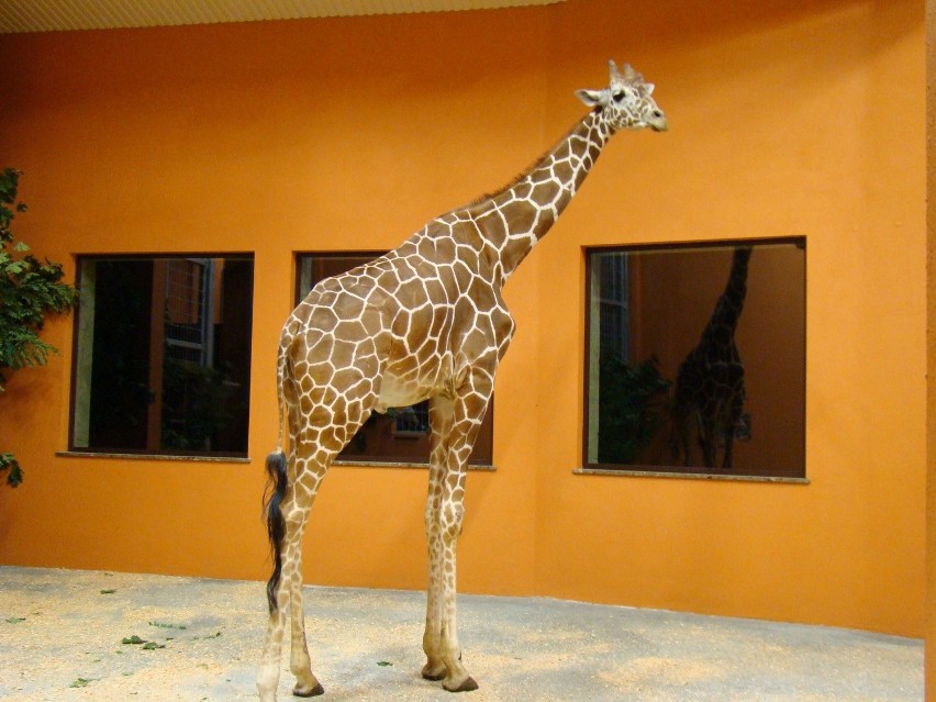 Żyrafa w Śląskim Ogrodzie Zoologicznym