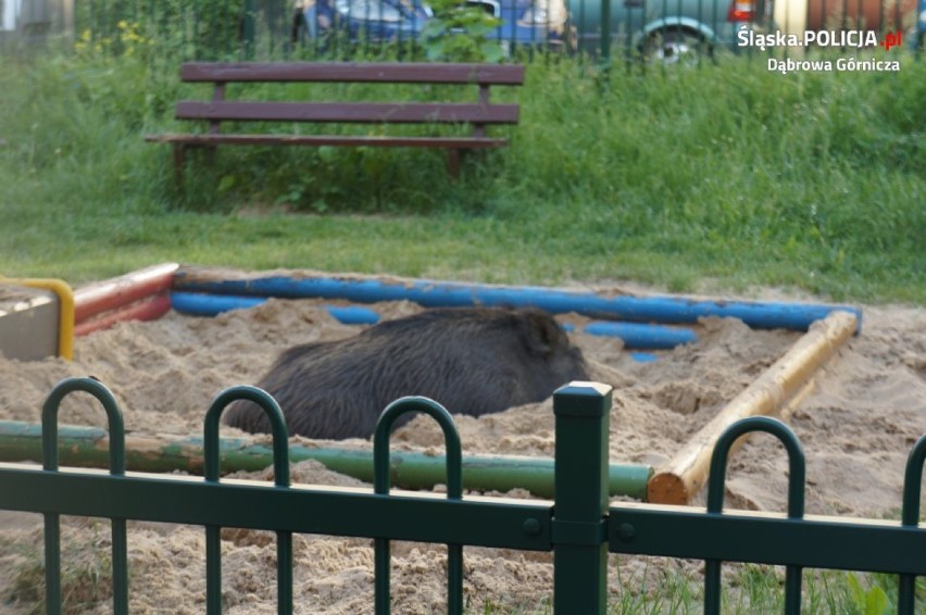 Dziki coraz częściej pojawiają się na drogach, w Dąbrowie...