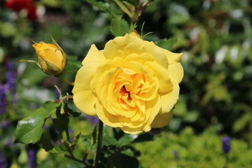 Większość odmian róż ogrodowych charakteryzuje się pięknym...