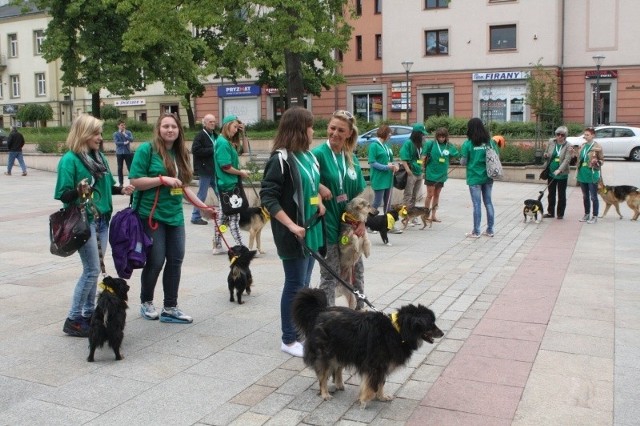 Festyn w Kielcach na rzecz zwierząt