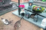W Boże Narodzenie ktoś wyrzucił trzy koty na cmentarzu w Obrowie. Kilka dni później rodzina zaginęła bez śladu