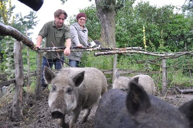 Fraskowie hodują w swoim gospodarstwie m.in. węgierski gatunek świń. - Sprzedawane hodowcom zwierzęta pasa się swobodnie na polu, nie jedzą żadnej chemii, ani gotowych pasz - mówią Fraskowie.