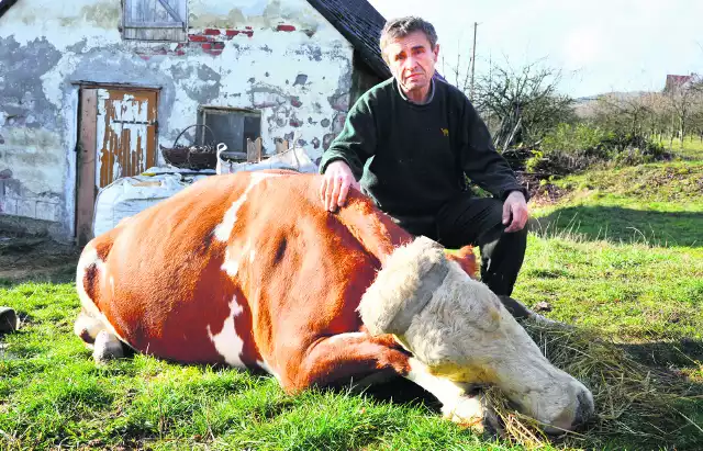 Hodowca ze Świdnika (gmina Łukowica) w ciągu roku stracił dwie dorodne krowy rasy simental. Za ich śmierć wini     lekarzy weterynarzy.