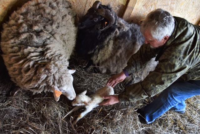 W Szopce Kujawskiej na inowrocławskim Rynku w drugi dzień świat przyszła na świat mała owieczka