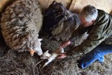 W Szopce Kujawskiej w Inowrocławiu na świat przyszła mała owieczka