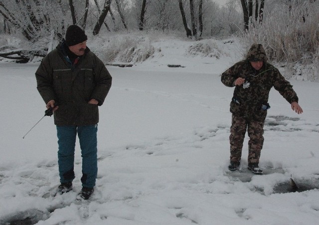 Głogowianie Kazimierz i Zenon w godzinę złapali wczoraj kilkadziesiąt okoni. Ten drugi akurat wyjmuje spod lodu kolejną rybę.
