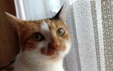 W Kielcach zaginęła kotka Mimi. Nagroda dla znalazcy