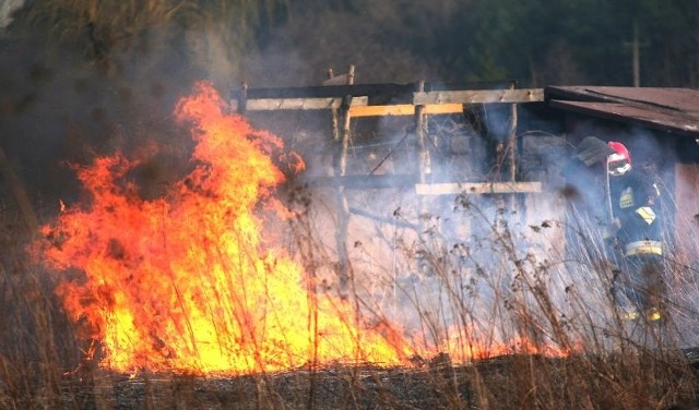 Przed godziną 17 strażacy gasili pożar nieużytków przy ogrodach działkowych na Kamionce w Tarnobrzegu.