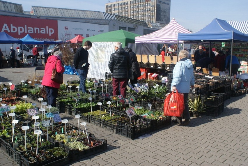 W Expo Silesia trwa kiermasz ogrodniczy, na którym kupicie...