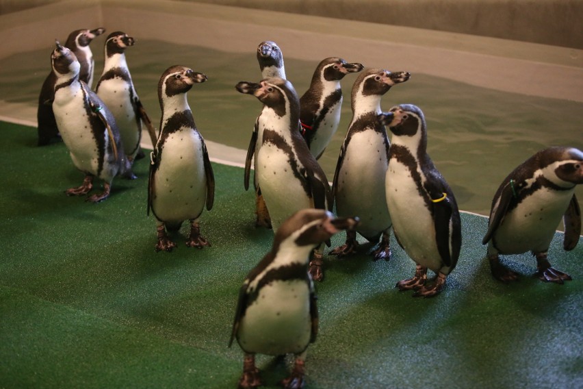Pingwiny ze Śląskiego Ogrodu Zoologicznego czekają na gości...