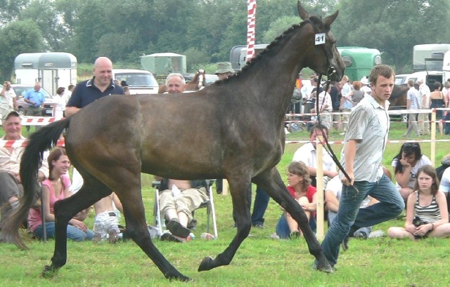 Na niedzielnym championacie w Opatowcu obejrzymy także piękne konie ze stajni Zdzisława Szczepanka z Pawłowa koło Nowego Korczyna.