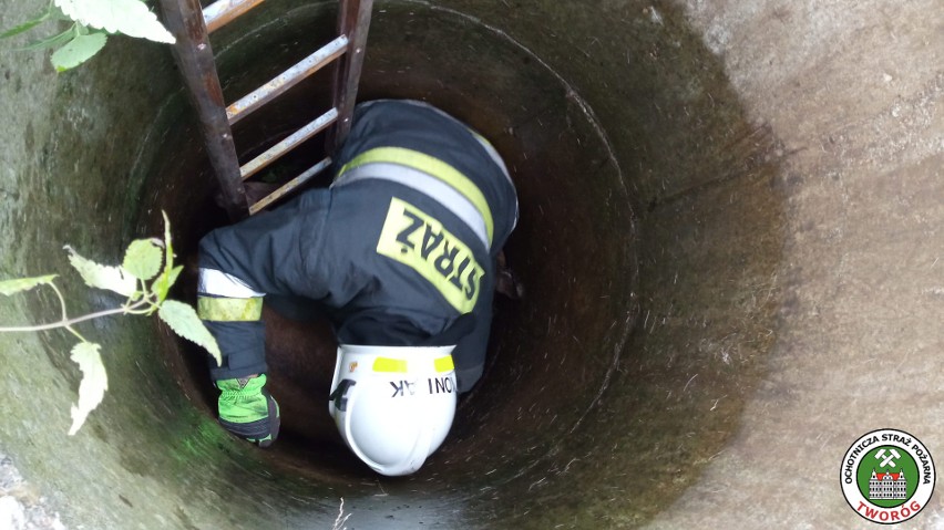 Łania wpadła do studni w Tworogu - uratowali ją strażacy OSP...