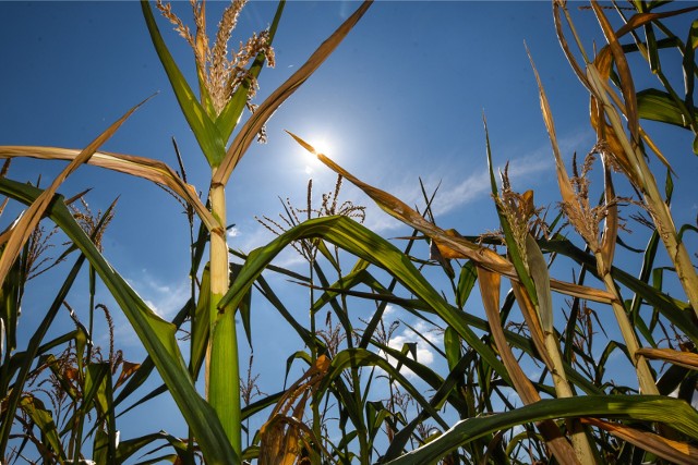 Susza dotknęła także plantacje kukurydzy