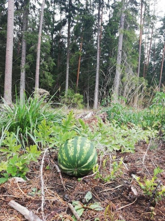 Do polskich lasów na... arbuzy! Leśnicy znaleźli w puszczy rosnącego arbuza [zdjęcia]