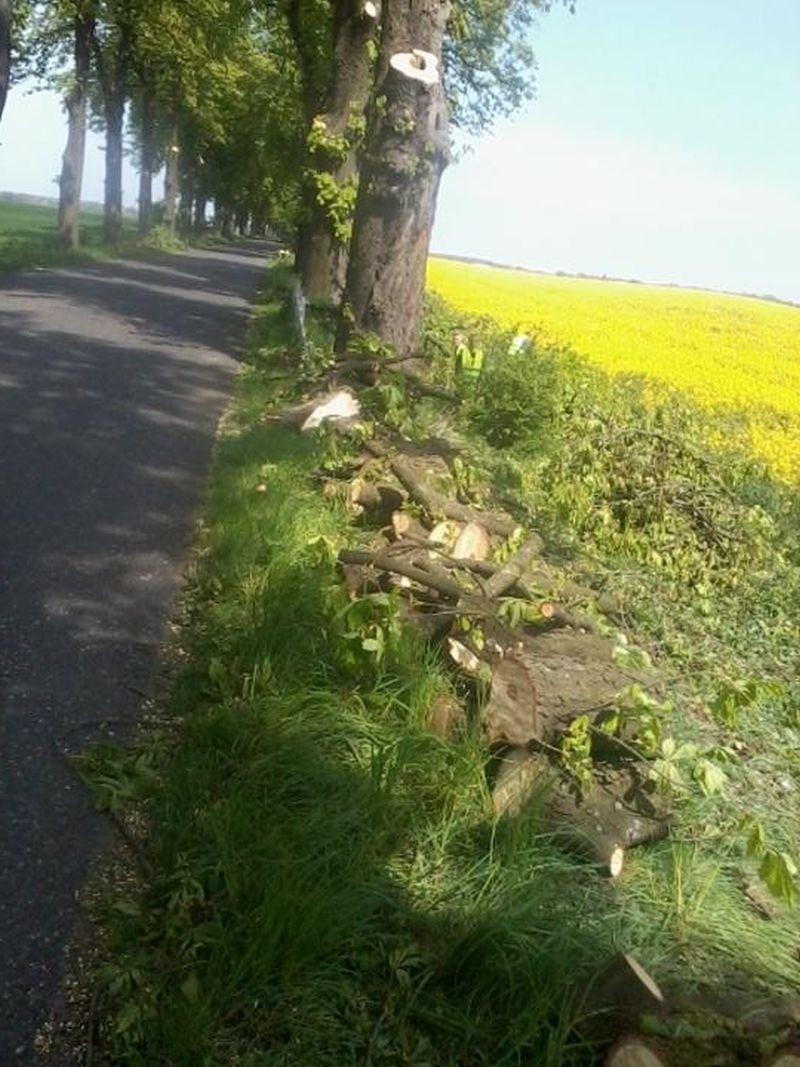 Tak wyglądała rzekoma pielęgnacja alei kasztanowej.