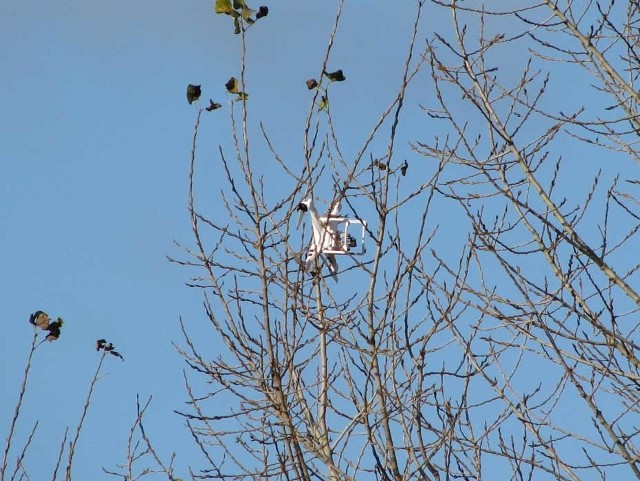 Dron wisi na drzewie przy Al. Monte Cassino, w pobliżu restauracji "Zorza"