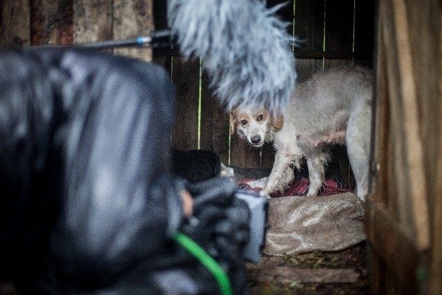 Maminka świetnie poradziła sobie na planie. Jej opiekunowie ze schroniska marzą, by psia aktorka znalazła wreszcie szczęśliwy dom.