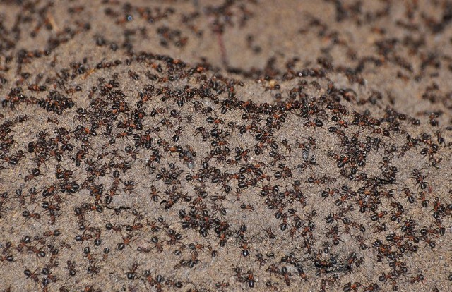 Mrówki kanibale w Polsce. Szokujące odkrycie naukowców z PAN w postsowieckim bunkrze. Co wiadomo o kolonii mrówek?