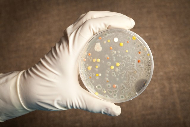 Bakterie wąglika są zabójczą bronią, ale mogą też stać się pomocne w zwalczaniu pandemii koronawirusa SARS-CoV-2
