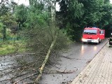 Skutki nawałnic w powiecie zgierskim. Przewrócone drzewa, urwane dachy, podtopienia ZDJĘCIA 