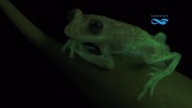 Ta amazońska żaba świeci w ultrafiolecie.