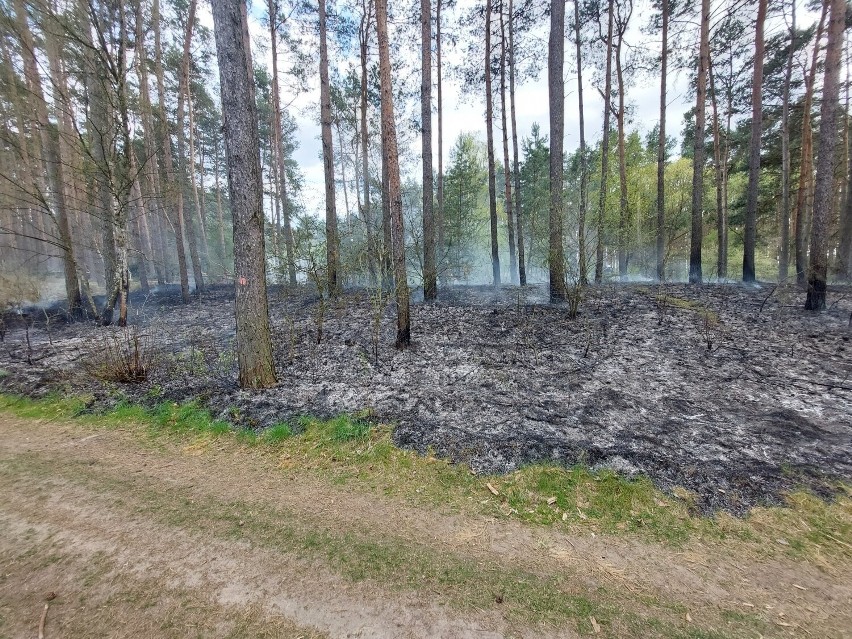 Ogień strawił spory kawałek lasu o powierzchni około 500...