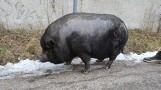 Wietnamska świnka wybrała wolność. Spacer ulicami Szczecinka