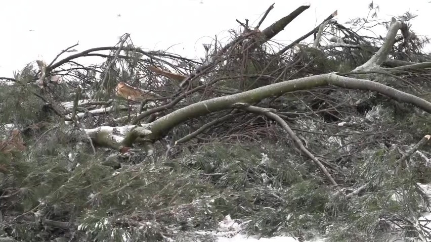 Drzewo złamało się pod ciężarem mokrego śniegu. Tuż obok bawiły się dzieci [FILM]
