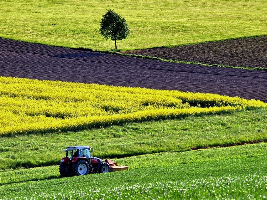 Co uprawia polski rolnik? Powierzchnia poszczególnych upraw w kraju