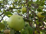 Kiedy zrywać gruszki i jabłka? Odmiany zimowe wytrzymają w chłodzie kilka dobrych tygodni