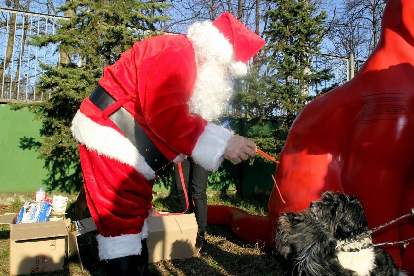 Bezdomne zwierzęta z Poznania odwiedził Święty Mikołaj