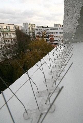 Kolce są jedną z najbardziej skutecznych metod odstraszania...