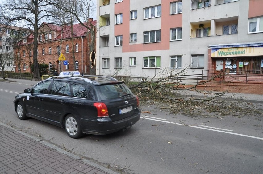 Przewrócone drzewo na ulicę w Szczecinku