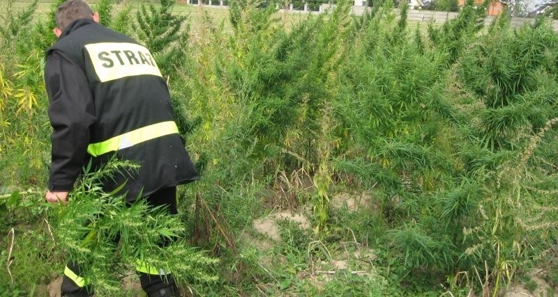 Kalisz: Policja zlikwidowała uprawę konopi wartych milion zł