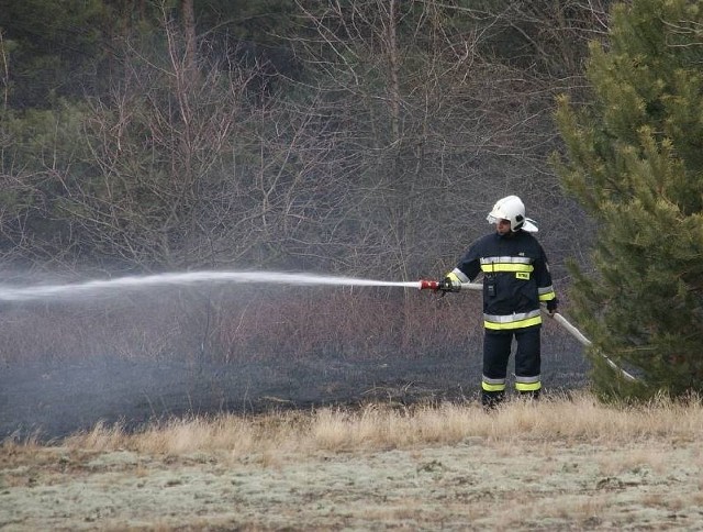 W Połańcu strażacy, przez kilka godzin walczyli z płonącymi trawami i sosnowym młodnikiem. Akcję utrudniał wiatr.