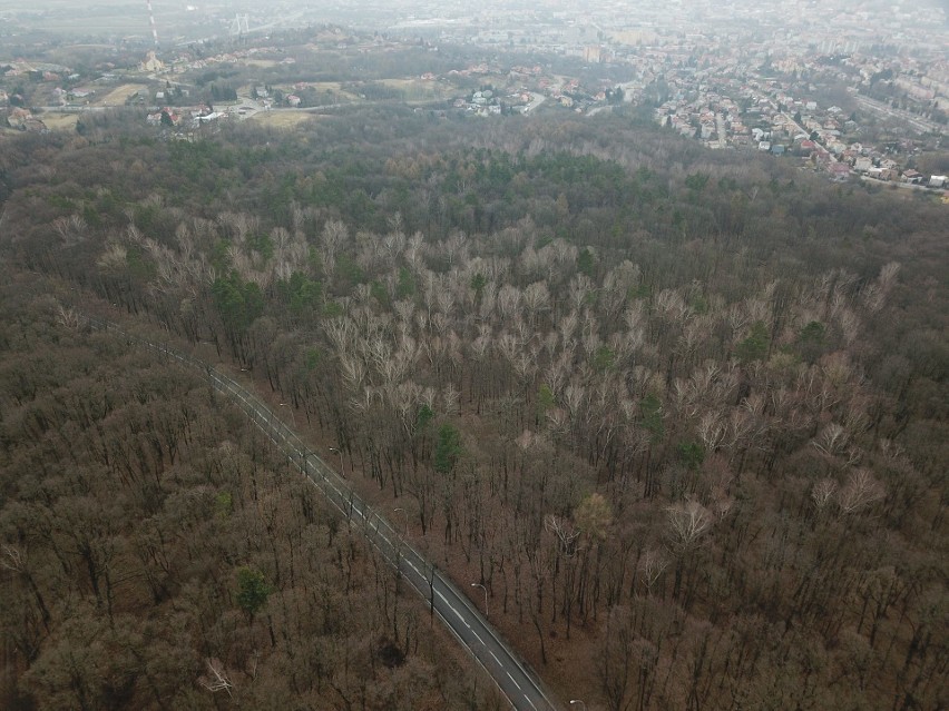 Park przy ul. Armii Krajowej w Przemyślu.